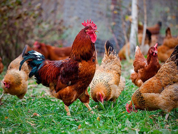Породы куриц | ЗооТом - продажа, вязка и услуги для животных в Губкине