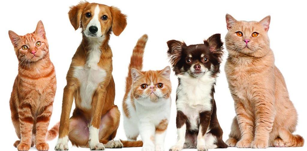 Доска объявлений о животных | ЗооТом - продажа, вязка и услуги для животных в Губкине