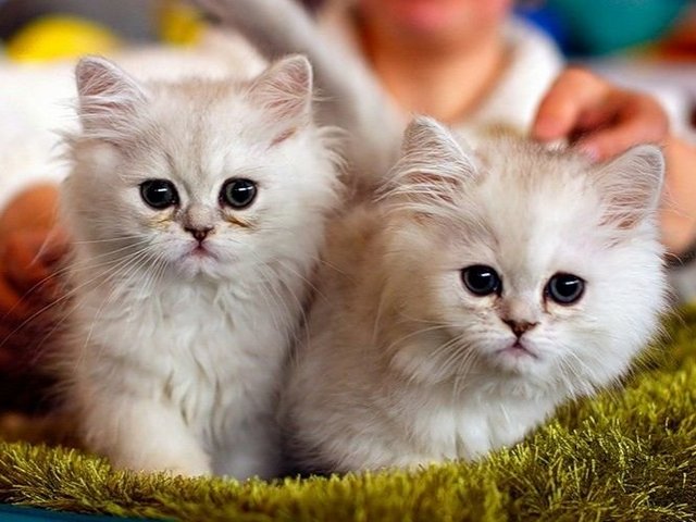Породы кошек в Губкине | ЗооТом портал о животных