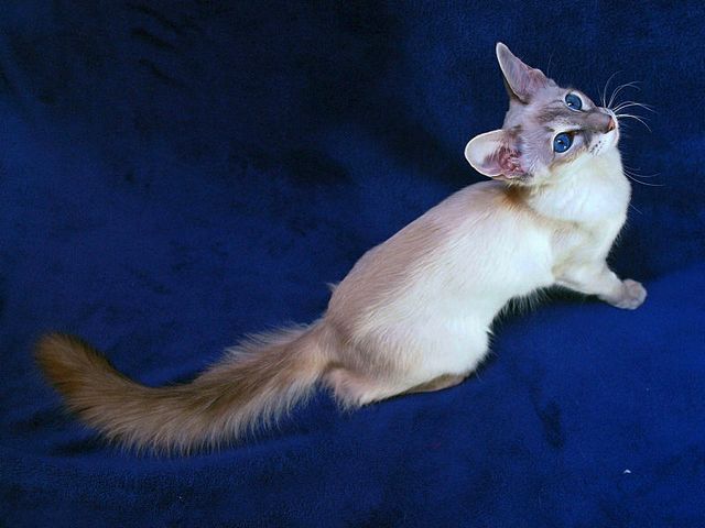 Выведенные породы кошек в Губкине | ЗооТом портал о животных