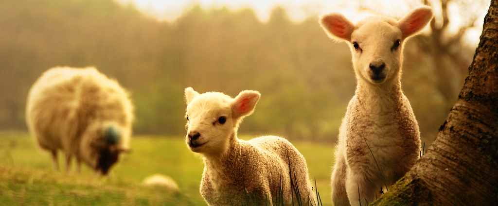 Объявления о сельскохозяйственных животных | ЗооТом - продажа, вязка и услуги для животных в Губкине