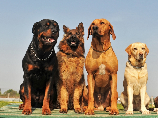 Крупные породы собак в Губкине | ЗооТом портал о животных