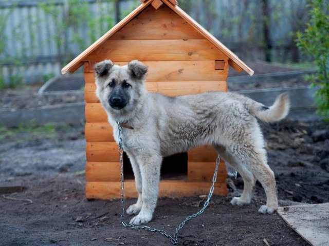 Все о собаках в Губкине Все о собаках в Губкине